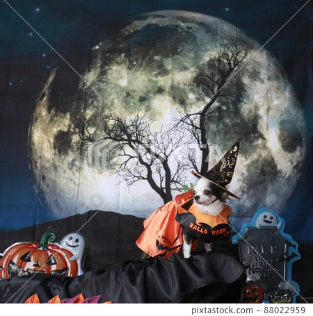 Moon and dog 88022959