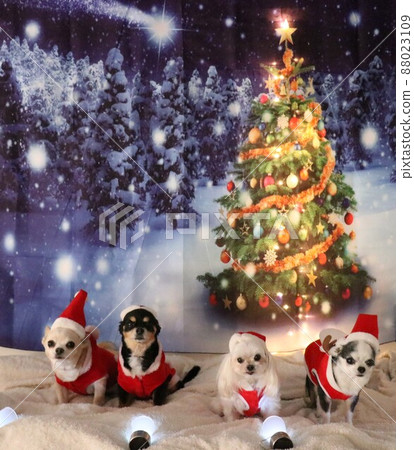 Christmas tree and dog Christmas tree and dog 88023109