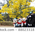 Mimosa flowers and dogs 88023318