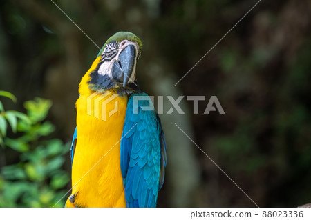 Ruri Macaw Portrait 88023336
