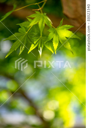 Green maple image of early summer Green maple image of early summer 88023340
