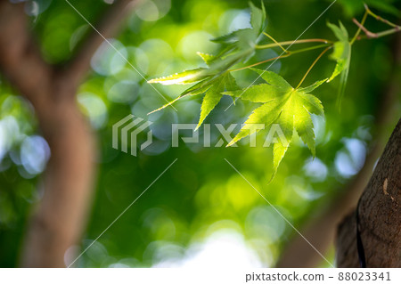 Green maple image of early summer Green maple image of early summer 88023341