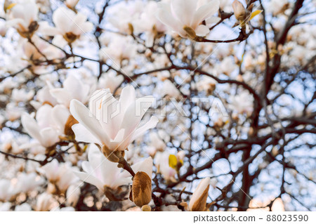 Magnolia soulangeana also called saucer magnolia flowering springtime tree with beautiful pink white flowers . Magnolia soulangeana also called saucer magnolia flowering springtime tree with beautiful pink white flowers . 88023590
