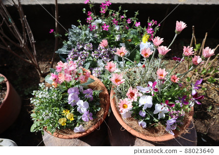 Spring flower group planting in the garden 88023640