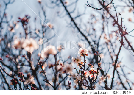 Plum blossom  Plum blossom  88023949