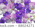 Purple viola background material 88024271