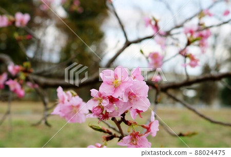 Pink flowers that bloom quietly in the park on weekdays Spring scenery Pink flowers that bloom quietly in the park on weekdays Spring scenery 88024475