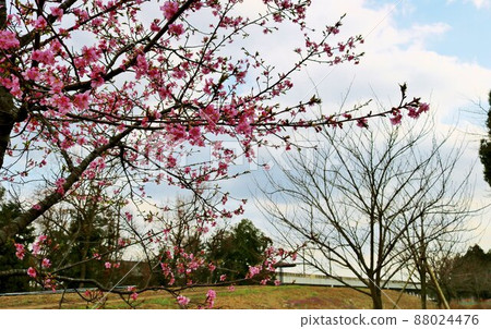 Pink flowers that bloom quietly in the park on weekdays Spring scenery Pink flowers that bloom quietly in the park on weekdays Spring scenery 88024476