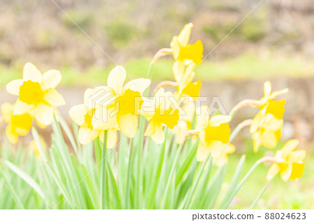 Narcissus 88024623