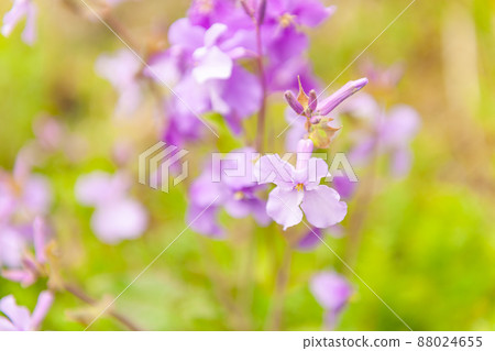 Murasakihanana Murasakihanana 88024655