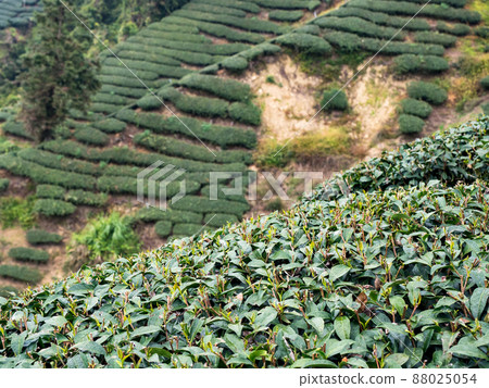 Beautiful tea garden rows scene isolated, design concept for the tea product. 88025054