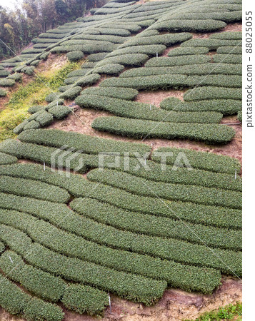 Beautiful tea garden rows scene isolated, design concept for the tea product. 88025055
