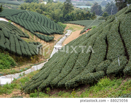 Beautiful tea garden rows scene isolated, design concept for the tea product. 88025056
