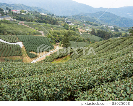 Beautiful tea garden rows scene isolated, design concept for the tea product. 88025068