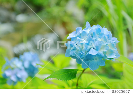 Early summer tradition, hydrangea flowers 88025667