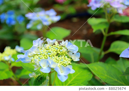 Early summer tradition, hydrangea flowers 88025674