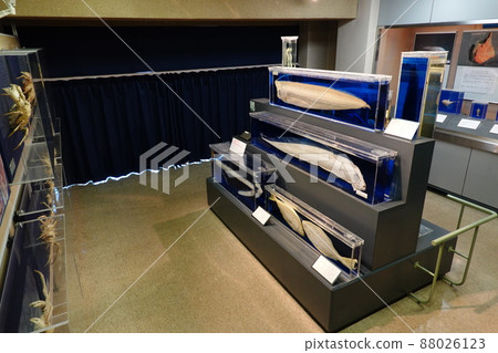 Nature Humanities Museum 88026123