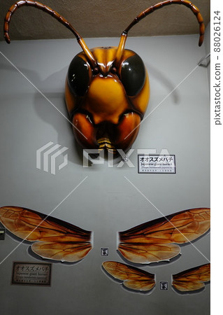 Nature Humanities Museum 88026124