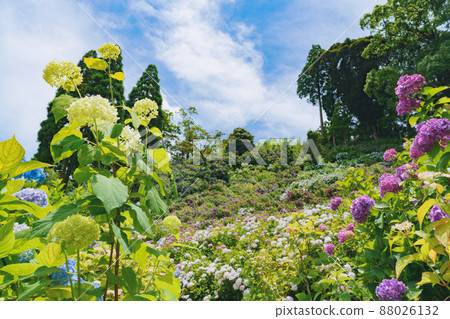 服部農場繡球花屋 服部農場繡球花屋 88026132