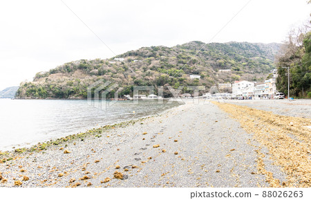 “大瀨崎”伊豆半島沼津市靜岡縣 “大瀨崎”伊豆半島沼津市靜岡縣 88026263
