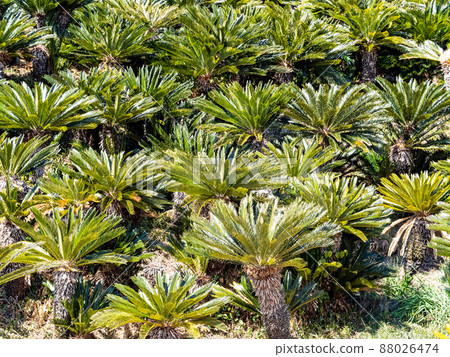 A beautiful view of Minamiboso in early spring, a community of cycads A beautiful view of Minamiboso in early spring, a community of cycads 88026474