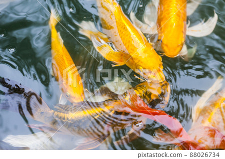 beautiful koi fish swimming 88026734