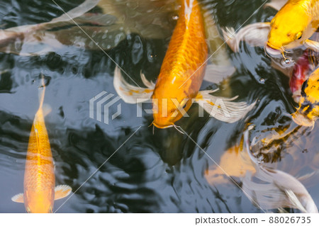 beautiful koi fish swimming 88026735