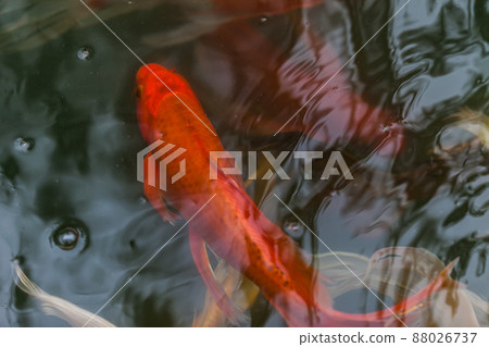 beautiful koi fish swimming 88026737