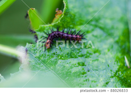 Black worms eating leaves Black worms eating leaves 88026833