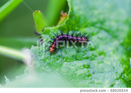 Black worms eating leaves 88026834