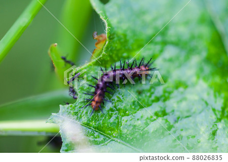 Black worms eating leaves 88026835