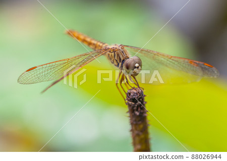 Macro of dragonfly resting on a twig 88026944
