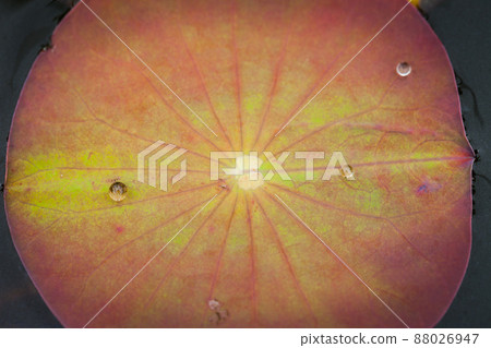 Lotus leaf with water drop 88026947