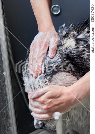 Muzzle dog wash. Washes face with shampoo. Muzzle in foam. 88027420