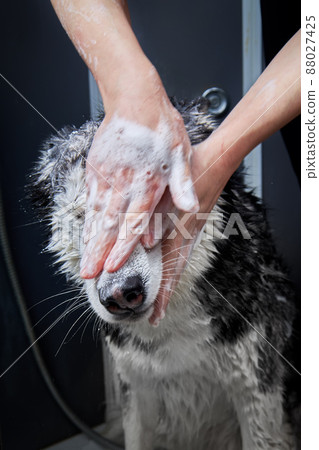 Washing husky dog. Muzzle wash. Washes face with shampoo. Muzzle in foam. 88027425