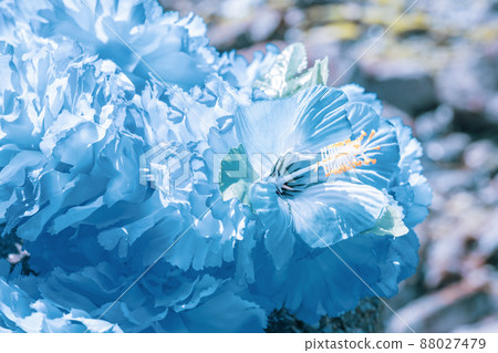 夏威夷花環藍藍花花環海外旅遊阿羅哈戶外旅遊 88027479