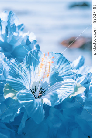 Hawaiian lei blue blue flower lei overseas travel aloha outside travel 88027489