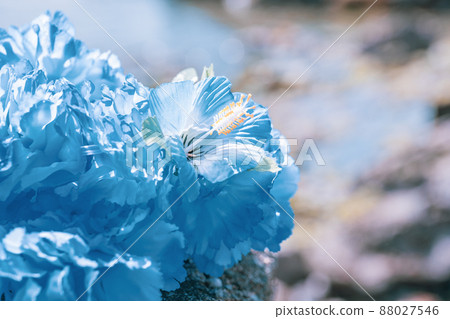 Hawaiian lei blue blue flower lei overseas travel aloha outside travel 88027546