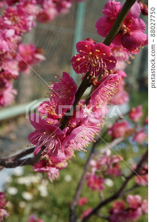 Plum blossom Plum blossom 88027750