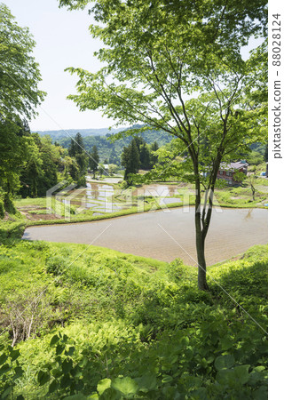 早春切管水稻梯田 早春切管水稻梯田 88028124