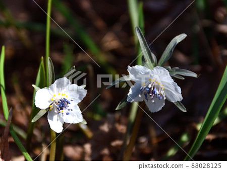 Setsubun grass Setsubun grass 88028125