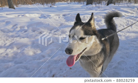Woman and small child walking running in winter forest with of husky dog. Young mother with daughter in park with huskies dog. Friendship pet human. Woman and small child walking running in winter forest with of husky dog. Young mother with daughter in park with huskies dog. Friendship pet human. 88028259