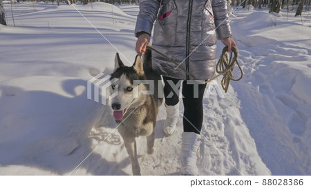 Woman and small child walking running in winter forest with of husky dog. Young mother with daughter in park with huskies dog. Friendship pet human. 88028386