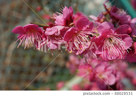 梅花 梅花 88028531