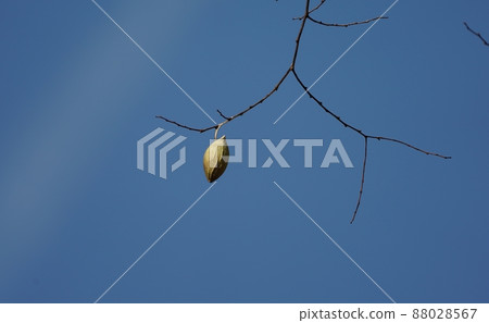 樹枝頂端的黃綠色繭 樹枝頂端的黃綠色繭 88028567