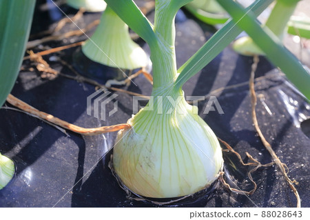 Onions growing in the field 88028643