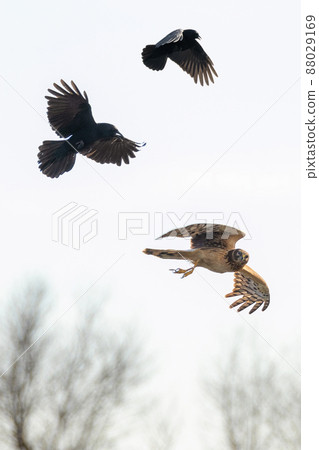 Northern harrier harassed by American crows 88029169