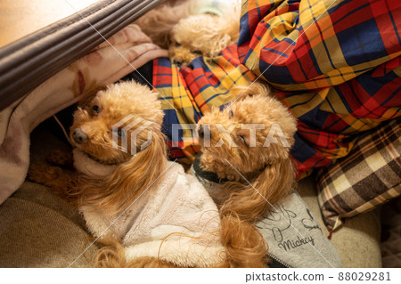 I'm going to sleep 00-Sleeping doggy Toipoodle female 13 years old I'm going to sleep 00-Sleeping doggy Toipoodle female 13 years old 88029281