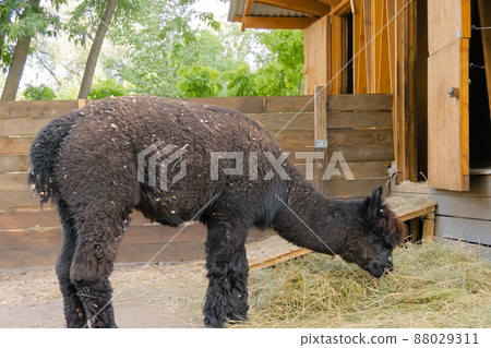 Portrait of funny cute black alpaca eating hay at farm Portrait of funny cute black alpaca eating hay at farm 88029311