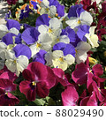 Pansy in the flower bed 88029490